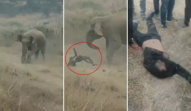 Hindistan’da Fil Sürüsü Saldırısı : 4 Kişi Hayatını Kaybetti