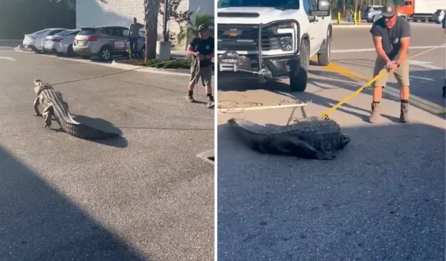 Florida’da 3 Metrelik Dev Timsah Market Önünü Karıştırdı