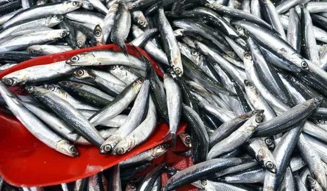 Karadeniz’de Hamsi Bolluğu Sürüyor, Mezgit Kayboldu