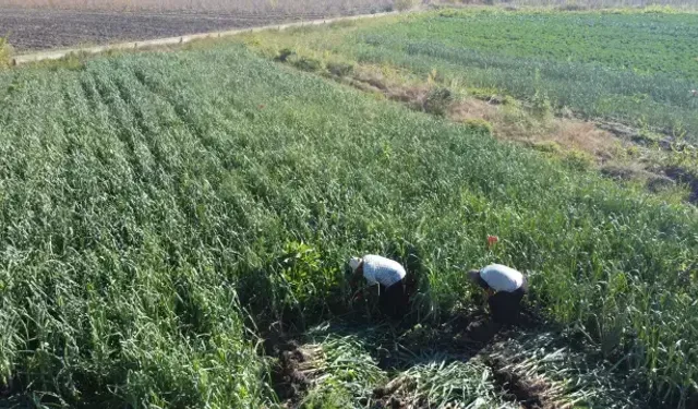 Kozan’da Pırasa Hasadı Başladı, Rekolte Sevindirdi