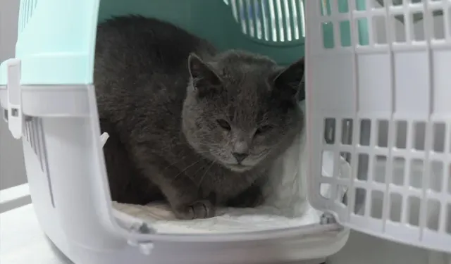 İştahsız Diye Veterinere Giden Kedi' de Şok Olay