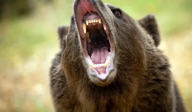 Ayı Saldırısı Rekoru: 230 Kişi Etkilendi