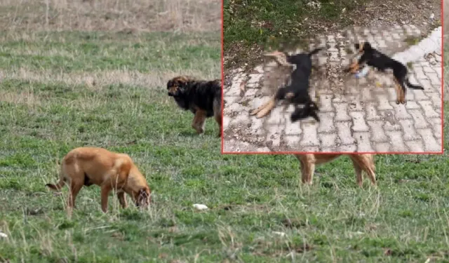 Isparta Hisarardı Köyünde 5 Sahipsiz Köpek Ölü Bulundu