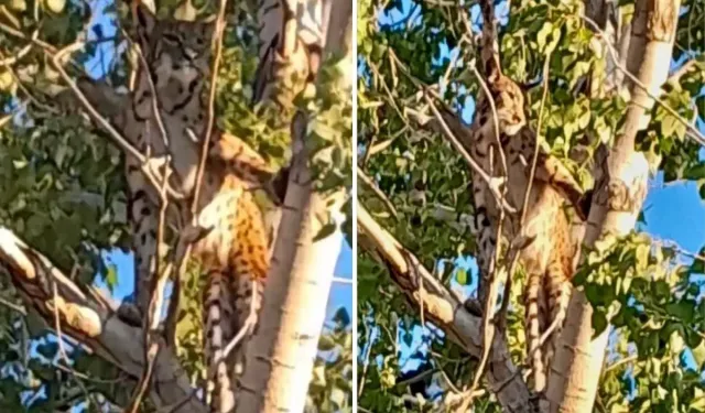 Tunceli’de Anadolu Parsı İlk Kez Ağaçta Görüntülendi