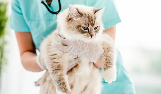 Sakarya Veteriner İle Evcil Hayvanlarda Tüy Dökülmesi Ve Sağlıklı Bakım Önerileri