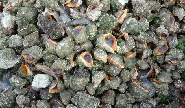 Karadeniz’de Yabancı Tür Alarmı: Hamsi Tehdit Altında