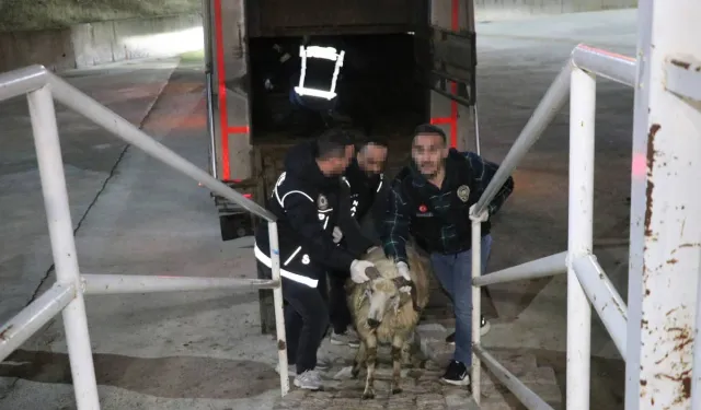 Hayvanların Karnından Yasaklı Madde  Çıktı