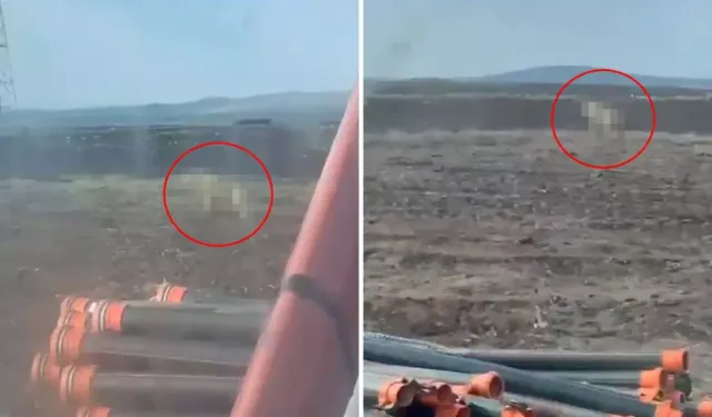 Sivas’ta Çiftçinin Alfa Kurtla Karşılaşması Gündem Oldu