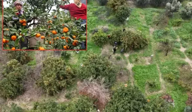 Hatay’da Mandalina Tarlada 2 TL, Markette 35 TL