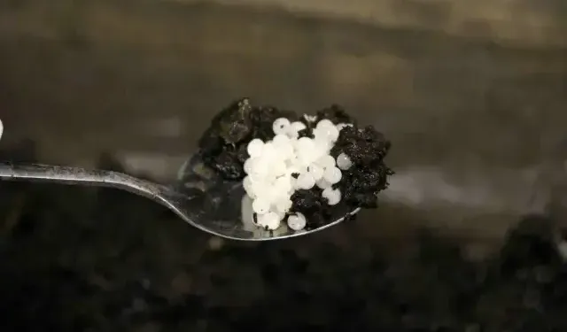 Değeri 150 bin lira! Keşfettiği hayvan hayatını değiştirdi