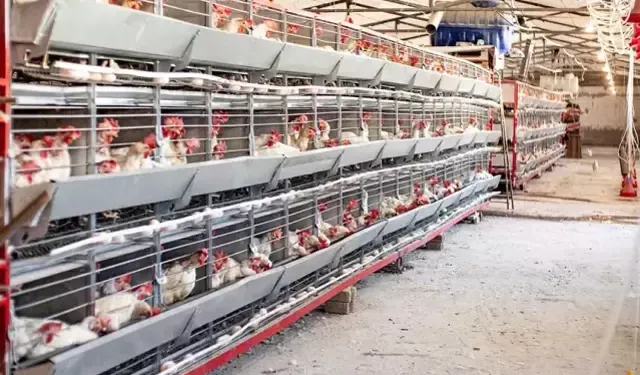 Türkiye'nin dev tavuk markası konkordato ilan etti