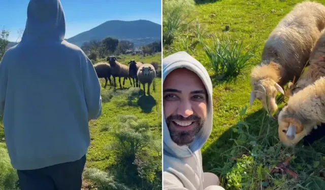 Tan Taşçı’dan Koyunlarla Keyifli Anlar