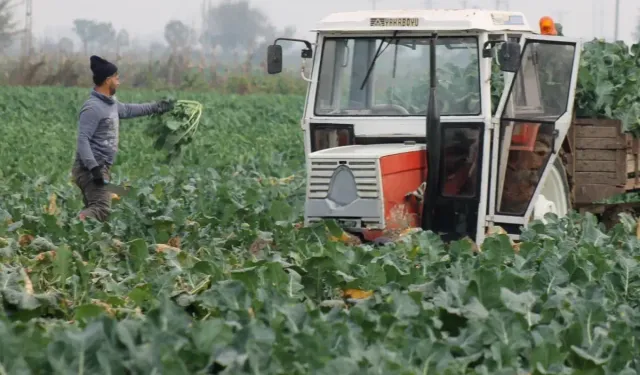 Brokoli Tarlada 10 Lira Tezgahta 70 Liraya Çıktı
