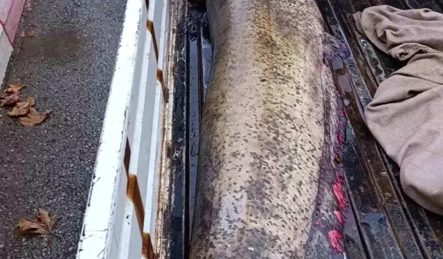 İznik’te 65 Kiloluk Dev Yayın Balığı Yakalandı