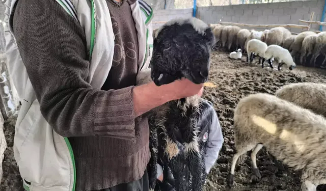 Hatay’da Çift Başlı Kuzu Dünyaya Geldi