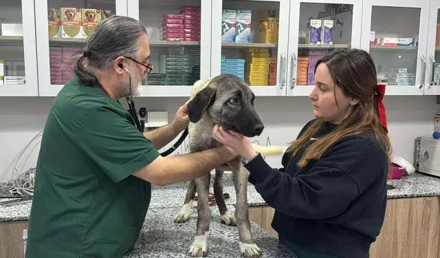Ordu’da Sokak Köpeklerine Tüfekli Saldırı