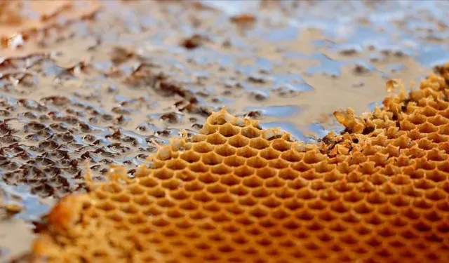 Ilgaz Balı Guinness Rekorlar Kitabı’na Girdi