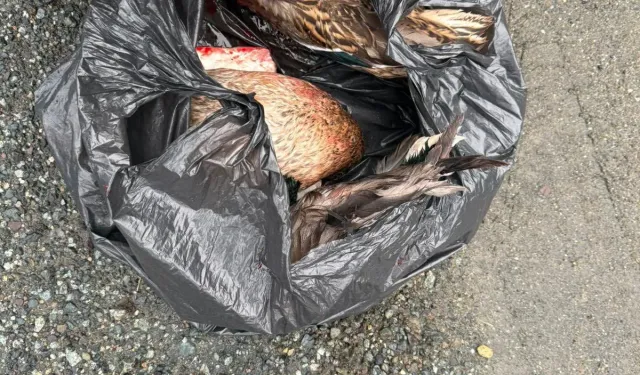 Rize Ardeşen’de Kaçak Avcılığa 71 Bin TL Ceza