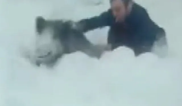 Sinop’ta Yaban Domuzu Sürüsüyle Tehlikeli Anlar