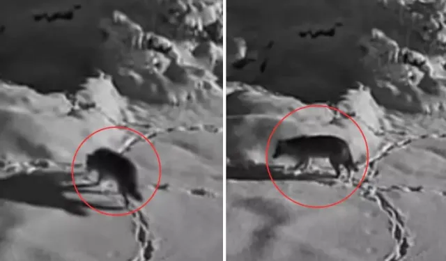 Elazığ’da Aç Kalan Kurt Mezraya İndi