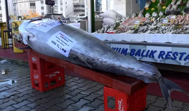 Akçakoca Açıklarında Yakalanan Dev Orkinos Samsun’da Satışta