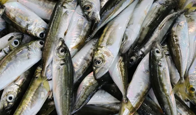 Zonguldak’ta İstavrit 100 Liradan Satılıyor