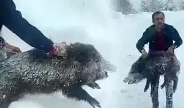 Eliyle Yaban Domuzu Yakaladı, Cezayı Yedi