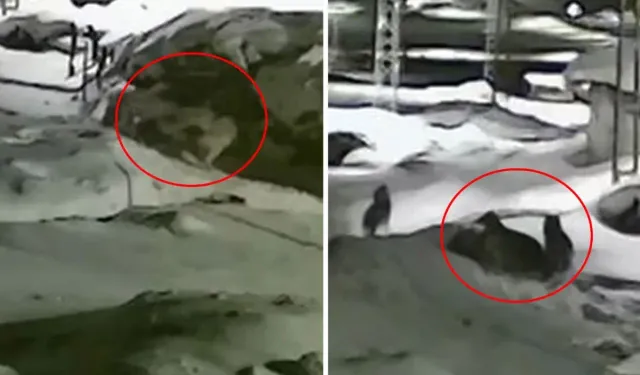 Göle’de Kurt Sürüsü Köpeği Saniyeler İçinde Parçaladı