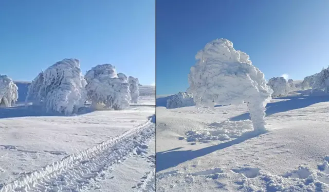 Mudurnu Susuz Yaylası’nda Ağaçlar Buz Tuttu