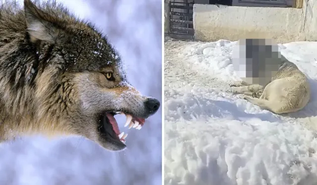 Sivas’ta Kurtla Boğuşan Kangalın Son Hali Tepki Çekti