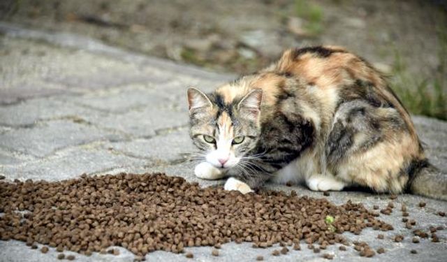 Kedilere Mama İçin Yardım İstedi 182 Bin TL Dolandırıldı