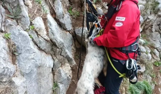 Marmaris’te Kayalıklarda Mahsur Kalan Hayvanlar Kurtarıldı