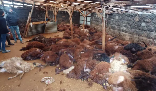 Kars Digor’da Kurt Saldırısı 200 Koyunu Telef Etti