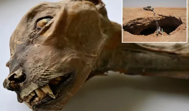 Suudi Arabistan’da Mağarada Mumya Çitalar Bulundu