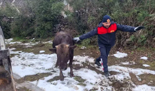 Niksar’da Su Kuyusuna Düşen İnek Kurtarıldı