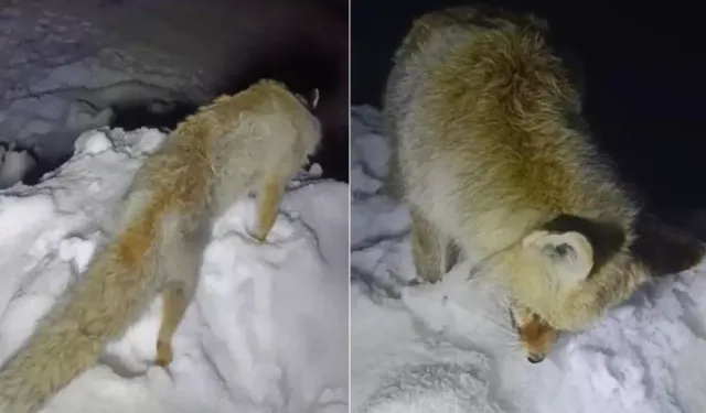 Hakkari’de Dondurucu Soğuk Tilkiyi Ayakta Dondurdu