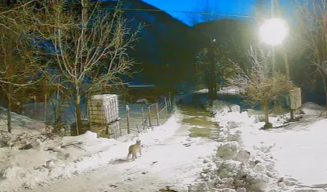 Artvin’de Vaşak Köy Merkezine Kadar İndi