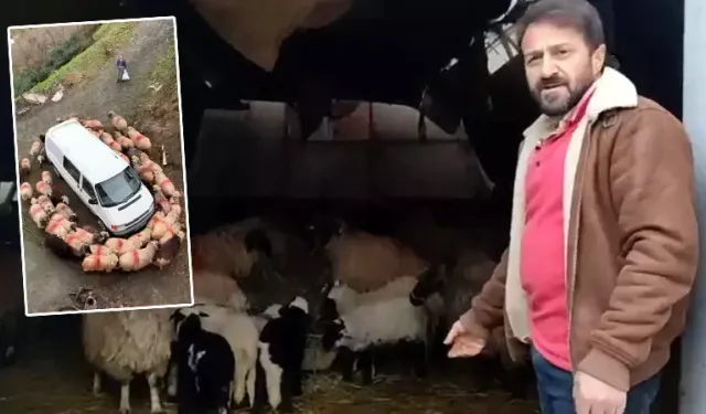 Araklı’da Koyunlar Minibüs Etrafında Döndü