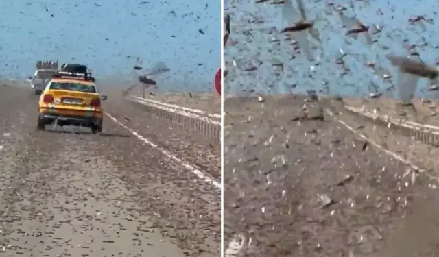 Dev Çekirge İstilası Paniği Sürücülere Zorluk Yaşattı