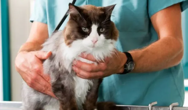 Kedilerde Kanser Haritası Çıkarıldı