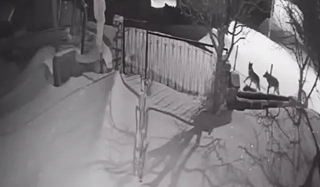 Artvin Şavşat’ta Aç Kalan Kurtlar Köye İndi