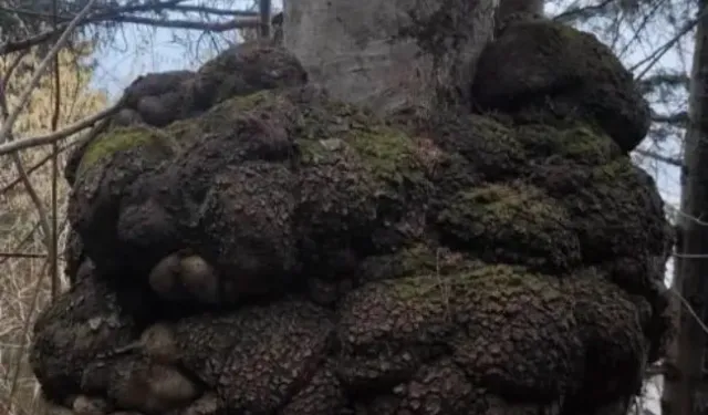 Trabzon’da Devasa Ağaç Yumrusu Şaşırttı