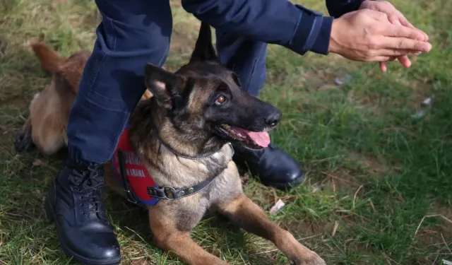 Ordu'nun Kahraman Patileri Suçla Mücadelede Önde