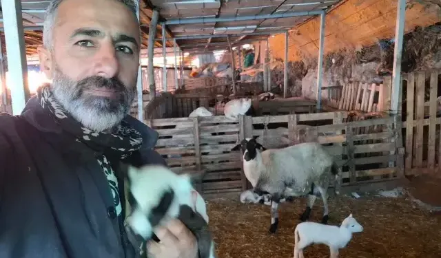 Pamukkale'de Sakız Koyunla Büyük Başarı