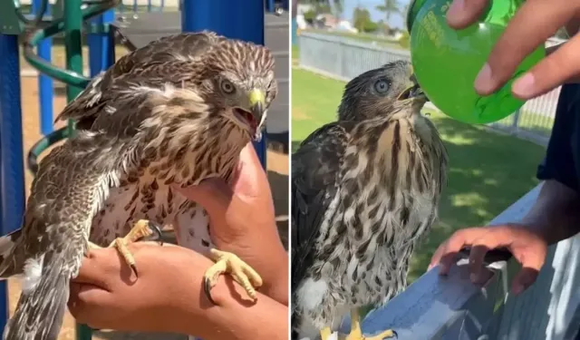 Şahine Alkol İçiren Gence Hapis Cezası