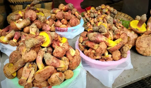 Aynı Halüsinasyonlara Yol Açan Gizemli Mantarlar