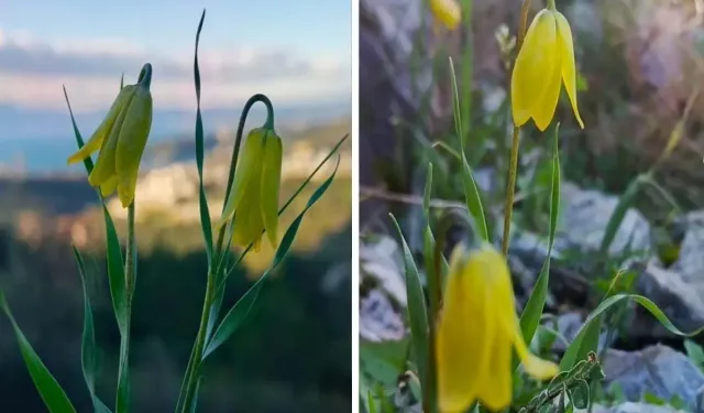 Kuşadası'nda Karya Ters Lalesi Çiçek Açtı