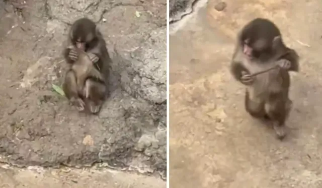 Maymun Punch Peluşu Bıraktı Yeni Oyuncağını Buldu