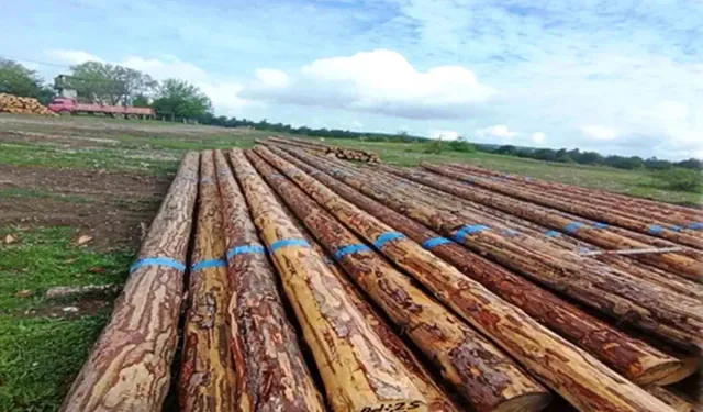 Samsun'da Orman Üretiminden 1,7 Milyar TL Katkı