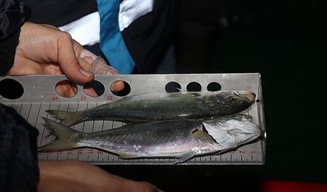 Karadeniz’de Av Denetimlerinde 2,6 Milyon TL Ceza